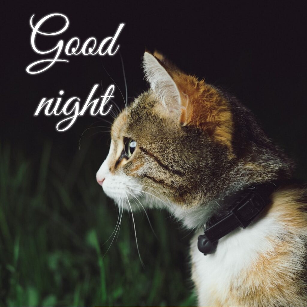 A cute cat in dark night looking like a cute good night images