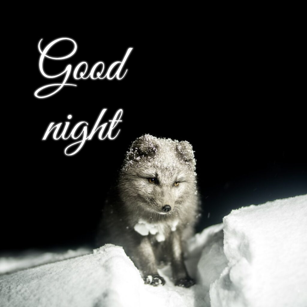 A beautiful cute cat in night looking like a cute good night images