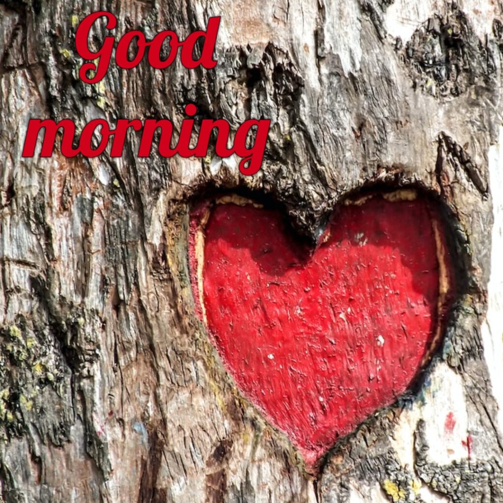 A beautiful heart made in tree looking like a lovely good morning images
