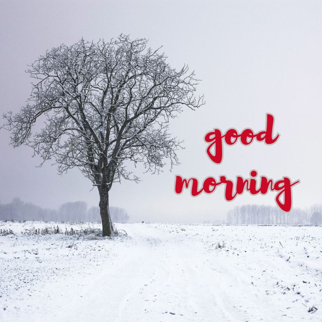 Winter good morning images in this a beautiful tree in a field