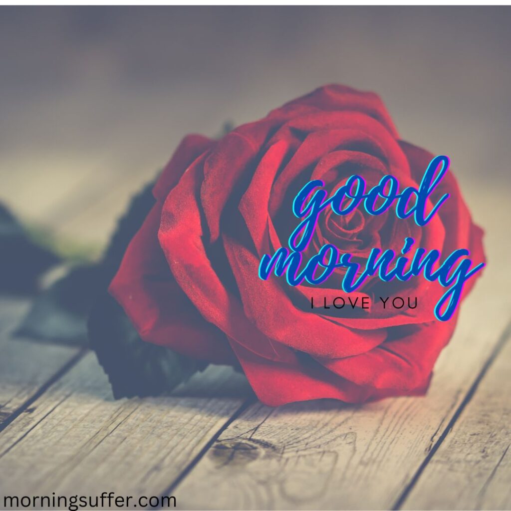 A beautiful rose on the table looking like a good morning images free download