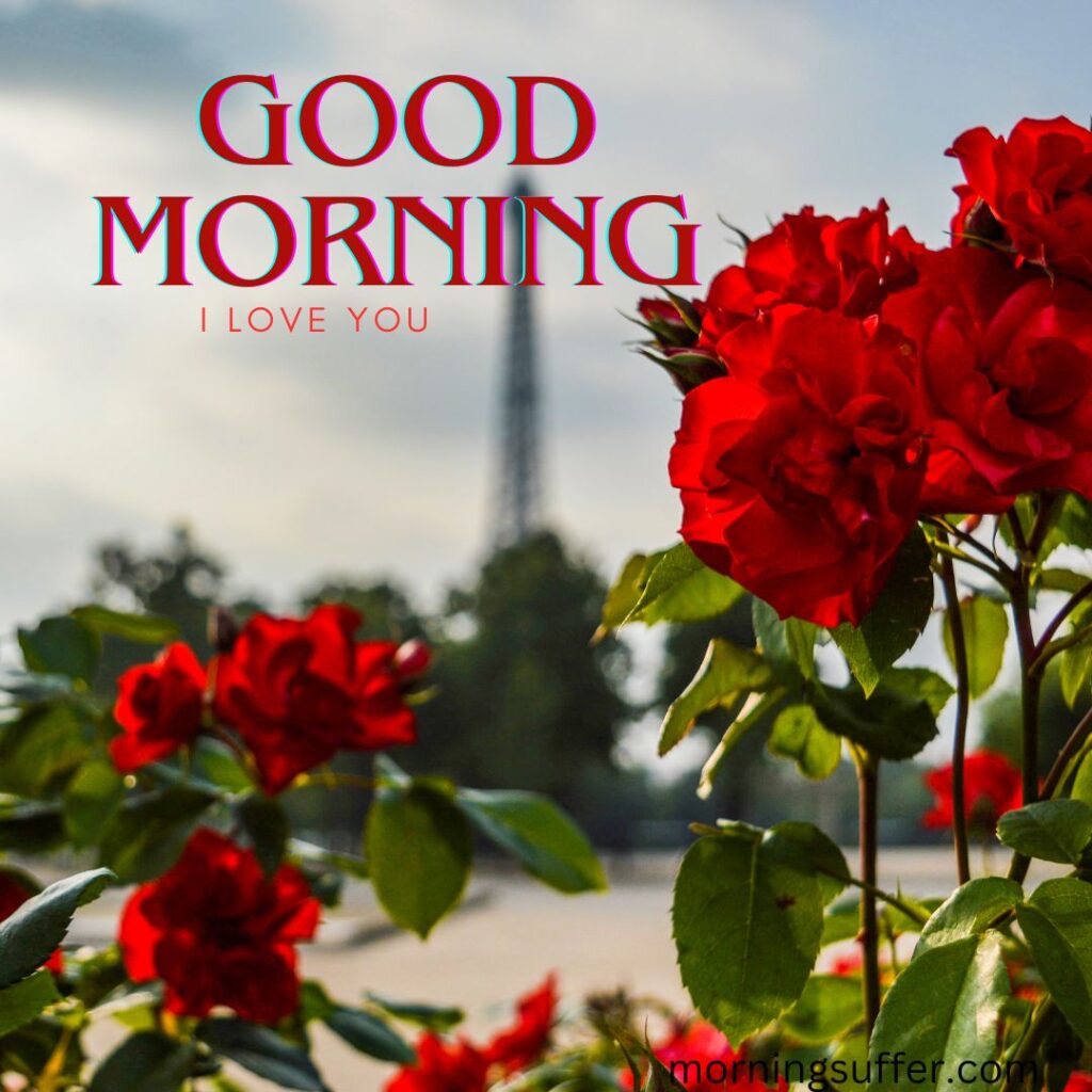 A beautiful red flower plant looking like a good morning images free download