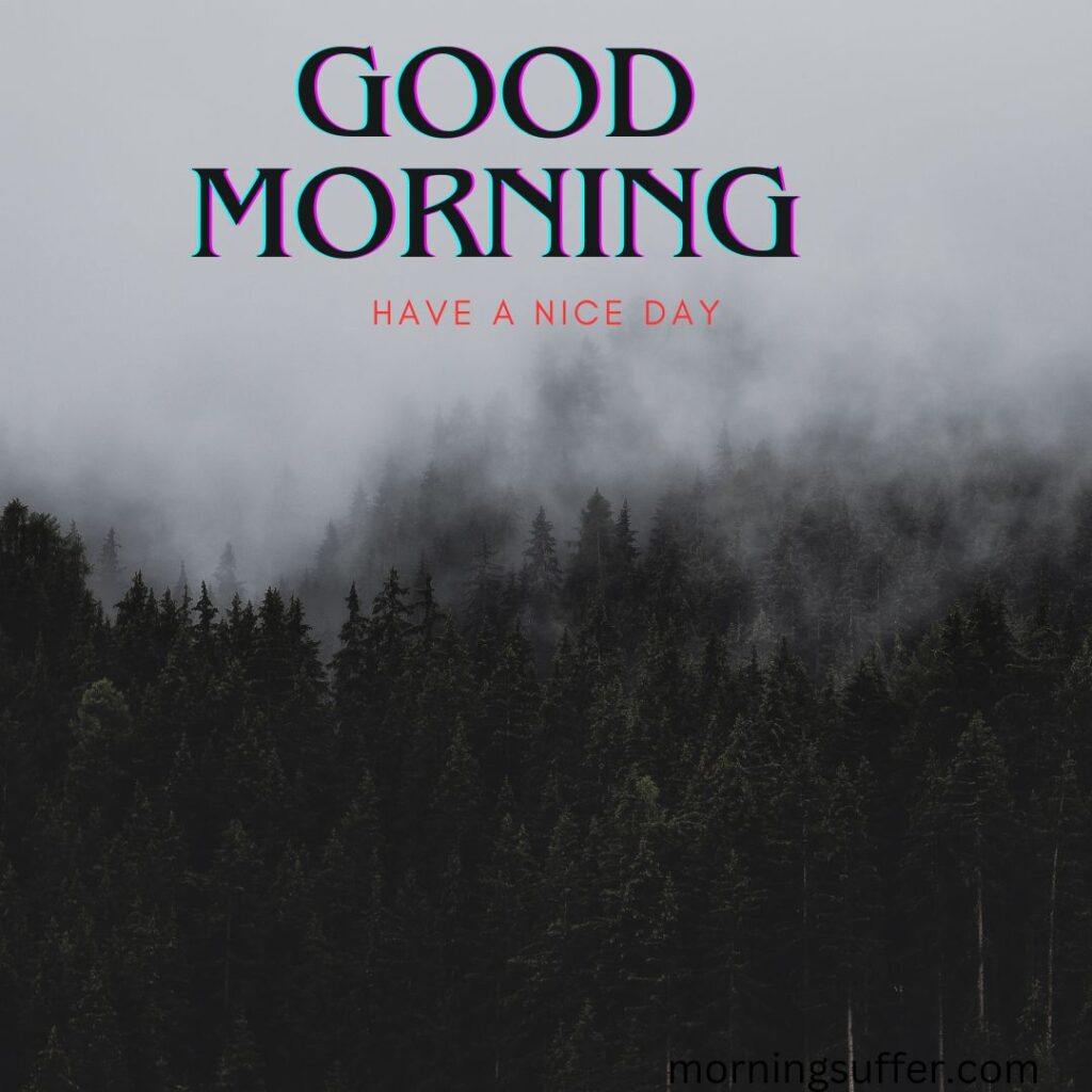 A beautiful forest nature early in the morning looking like a good morning images free download