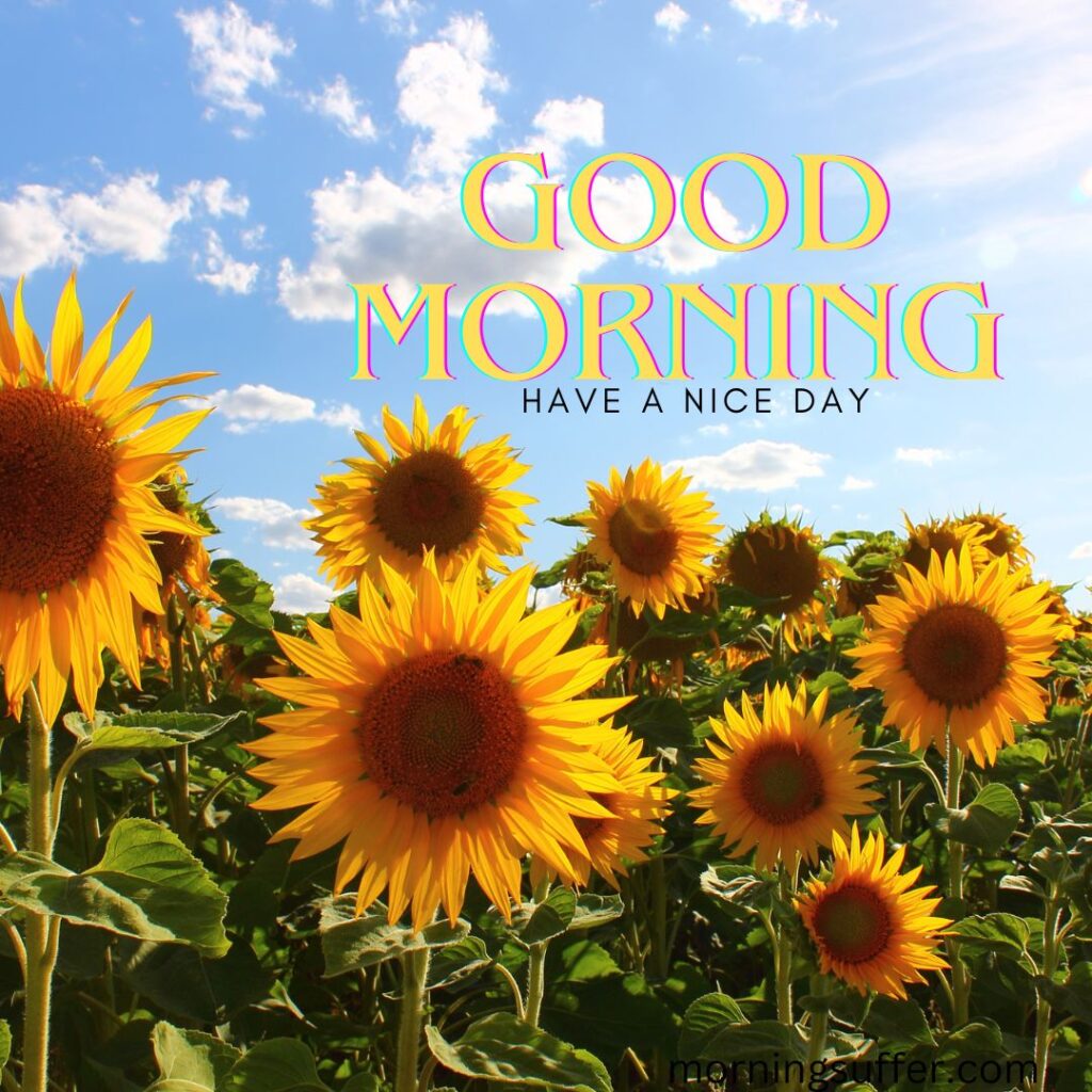 A multiple sunflower plants looking like a good morning images free download