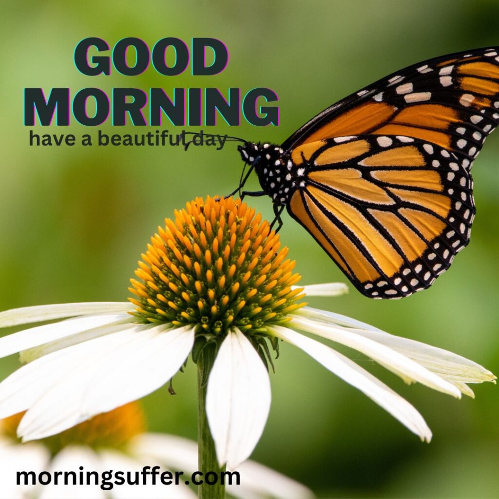 A butterfly on flower looking like a today special good morning images