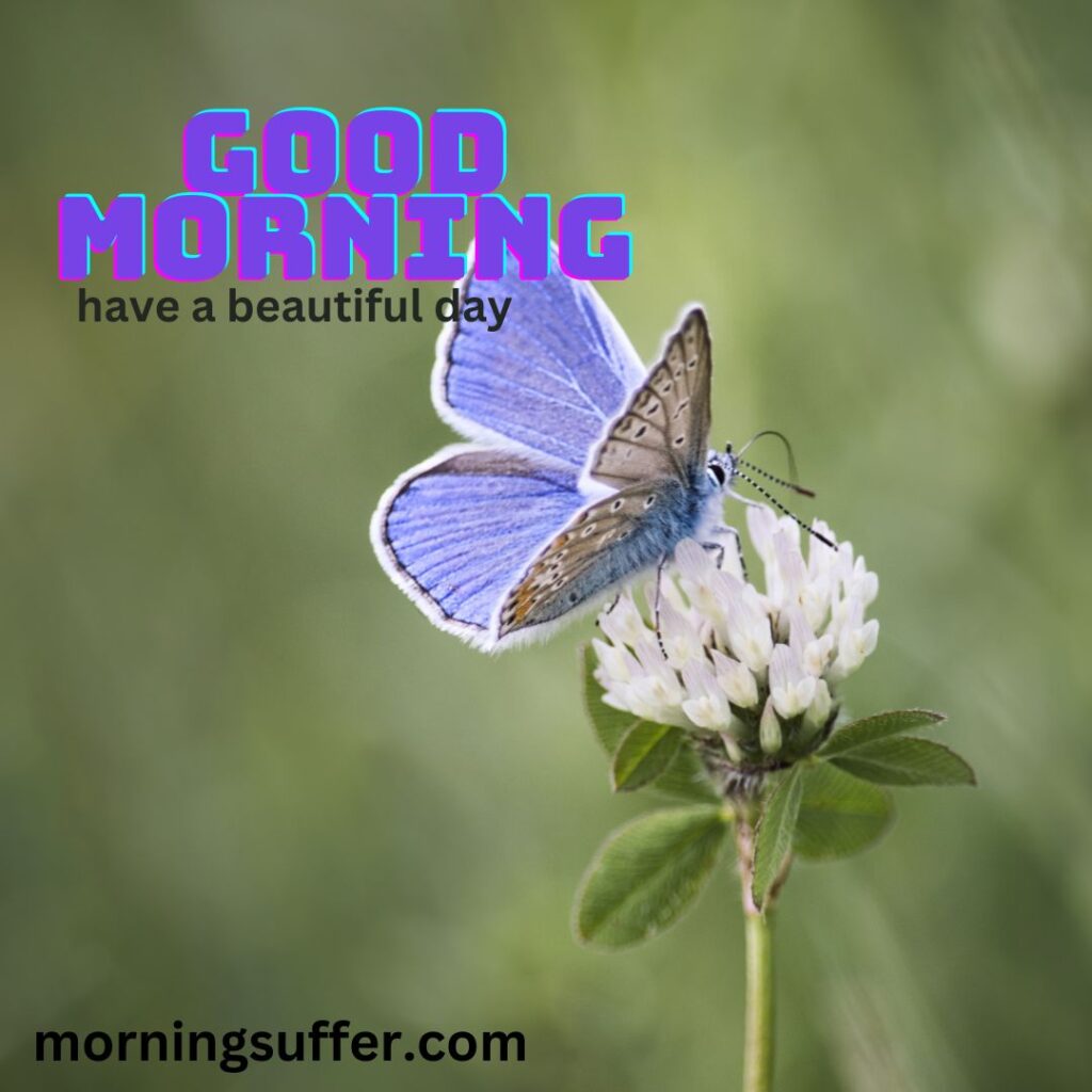 A green colour butterfly on flower looking like a today special good morning images