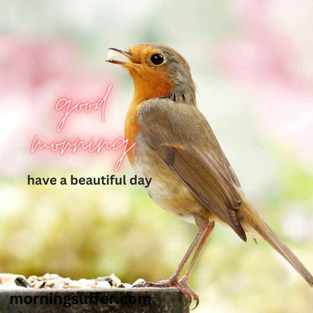A beautiful bird is sitting on the surface of roof looking like a today special good morning images
