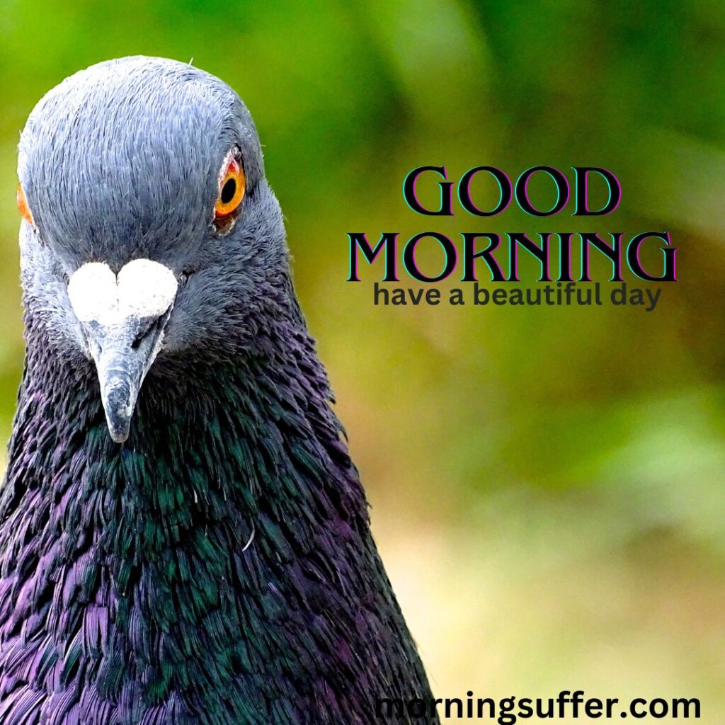 A beautiful bird looking lika a special good morning images