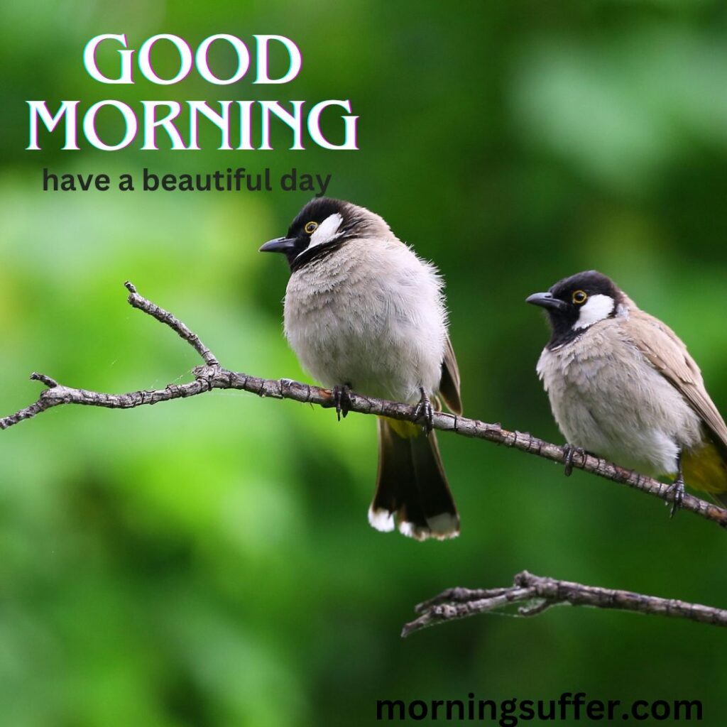 Beautiful two bird sitting on the part of plant looking like a special good morning images